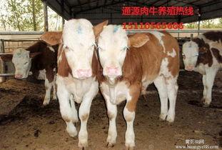 牛牛网生孩子视频,真实生孩子全过程视频震撼呈现