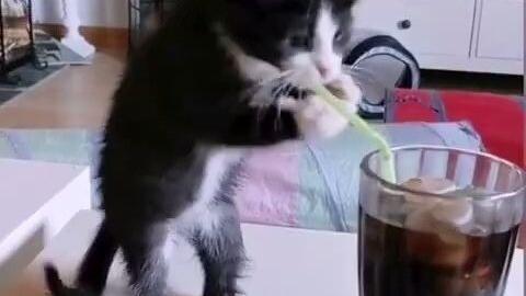 猫交配视频播放,一场交配视频的甜蜜回顾