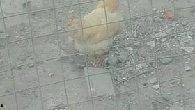 叫鸡视频,网络暗流涌动的隐秘世界