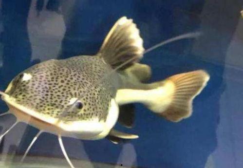 2米招财猫鱼视频,揭秘神秘招财利器