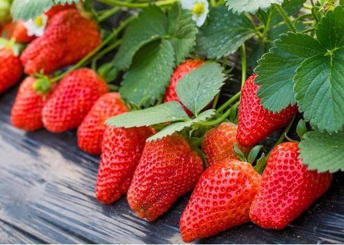 怎样吸草莓印视频教程,跟随视频轻松掌握吸印技巧