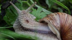 关于蜗牛的视频,揭秘它们的生存智慧与生活习性