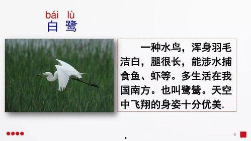 课文白鹭的教学视频,自然之美与诗意栖息的课堂演绎