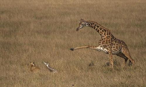 长颈鹿与狮子打架视频,草原霸主之战一触即发