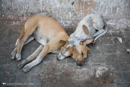 大狗生小狗视频大全集,温馨亲子瞬间大盘点