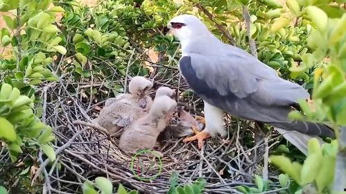动物世界鸟类视频,揭秘动物世界中的鸟类奇观